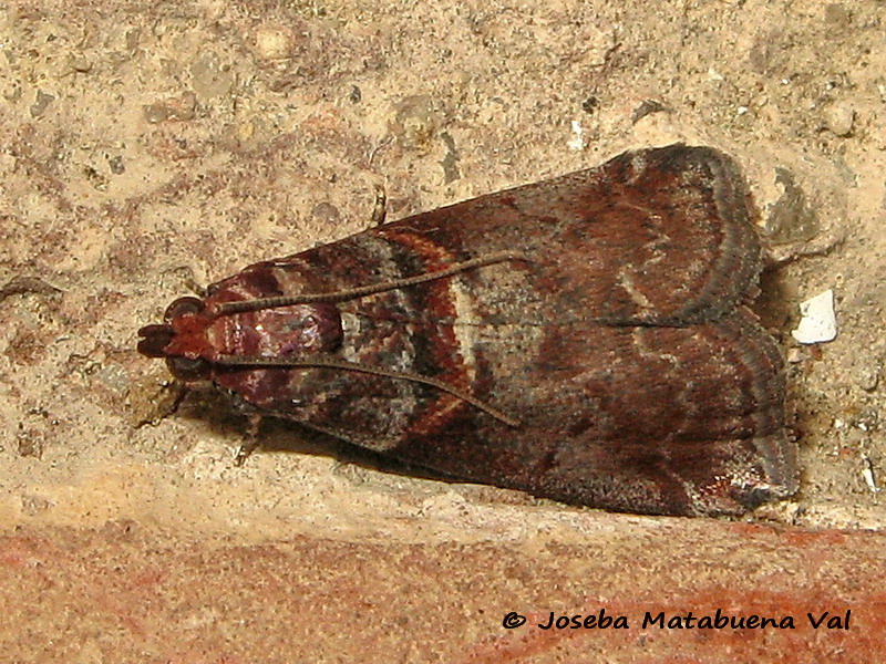 Acrobasis advenella - Pyralidae